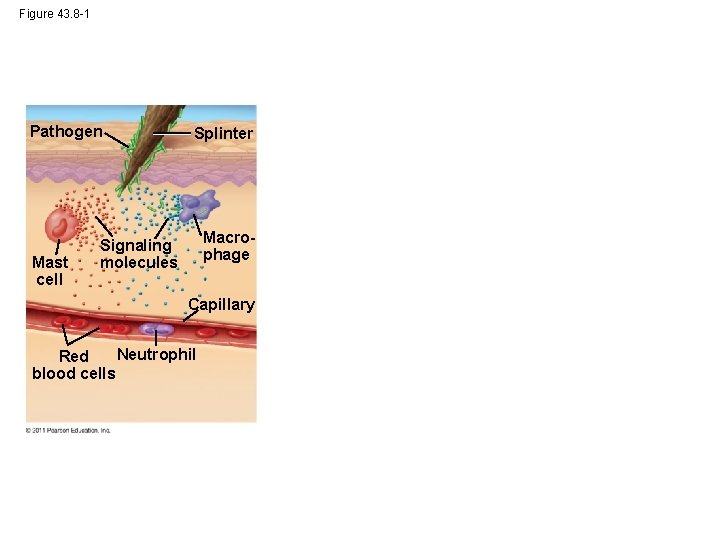 Figure 43. 8 -1 Pathogen Mast cell Splinter Macrophage Signaling molecules Capillary Neutrophil Red