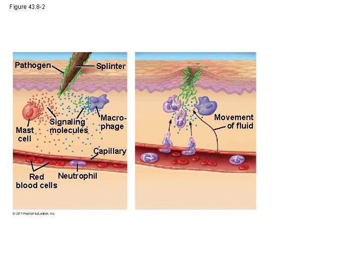 Figure 43. 8 -2 Pathogen Mast cell Splinter Macrophage Signaling molecules Capillary Neutrophil Red