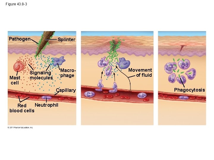 Figure 43. 8 -3 Pathogen Mast cell Splinter Macrophage Signaling molecules Capillary Neutrophil Red