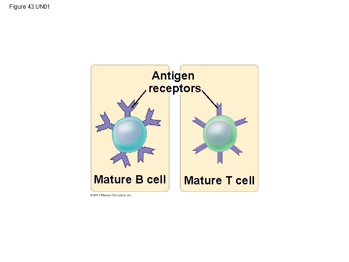 Figure 43. UN 01 Antigen receptors Mature B cell Mature T cell 