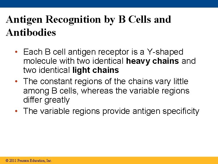 Antigen Recognition by B Cells and Antibodies • Each B cell antigen receptor is