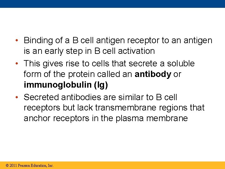  • Binding of a B cell antigen receptor to an antigen is an