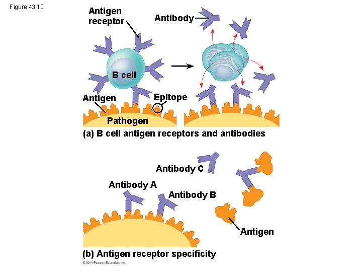 Figure 43. 10 Antigen receptor Antibody B cell Antigen Epitope Pathogen (a) B cell
