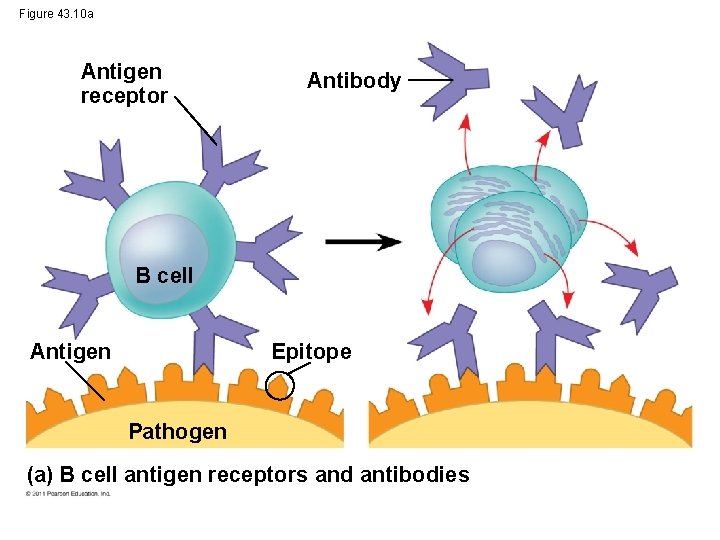 Figure 43. 10 a Antigen receptor Antibody B cell Epitope Antigen Pathogen (a) B