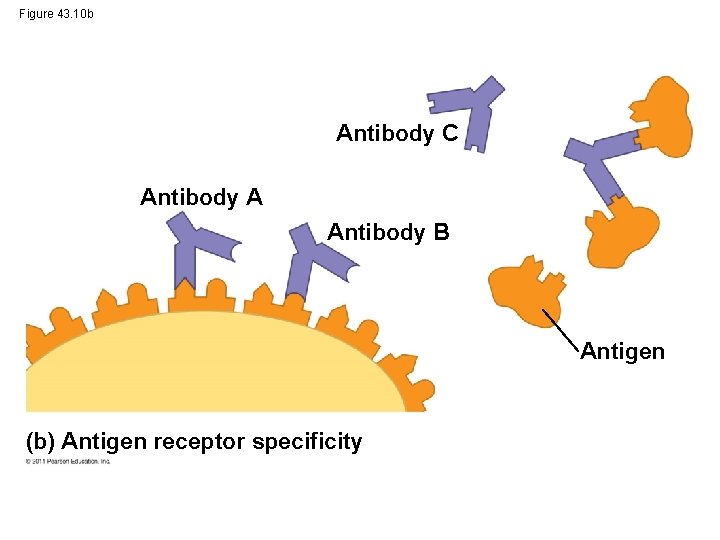 Figure 43. 10 b Antibody C Antibody A Antibody B Antigen (b) Antigen receptor
