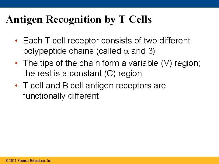 Antigen Recognition by T Cells • Each T cell receptor consists of two different