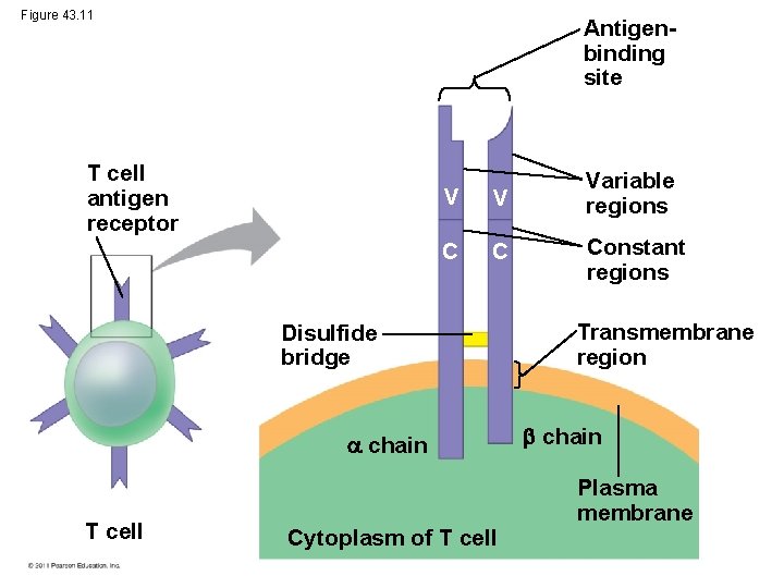 Figure 43. 11 Antigenbinding site T cell antigen receptor V V Variable regions C