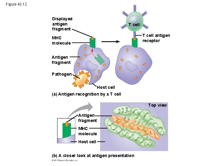 Figure 43. 12 Displayed antigen fragment T cell antigen receptor MHC molecule Antigen fragment