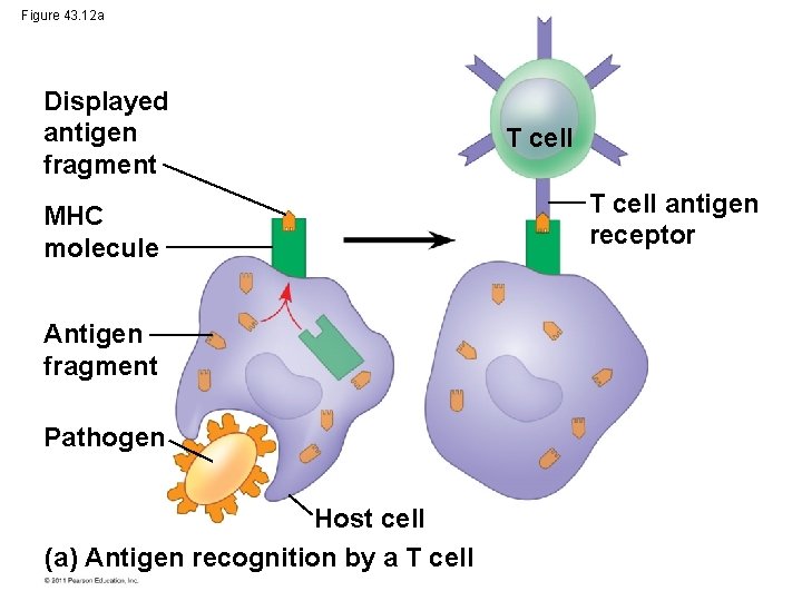 Figure 43. 12 a Displayed antigen fragment MHC molecule Antigen fragment Pathogen Host cell