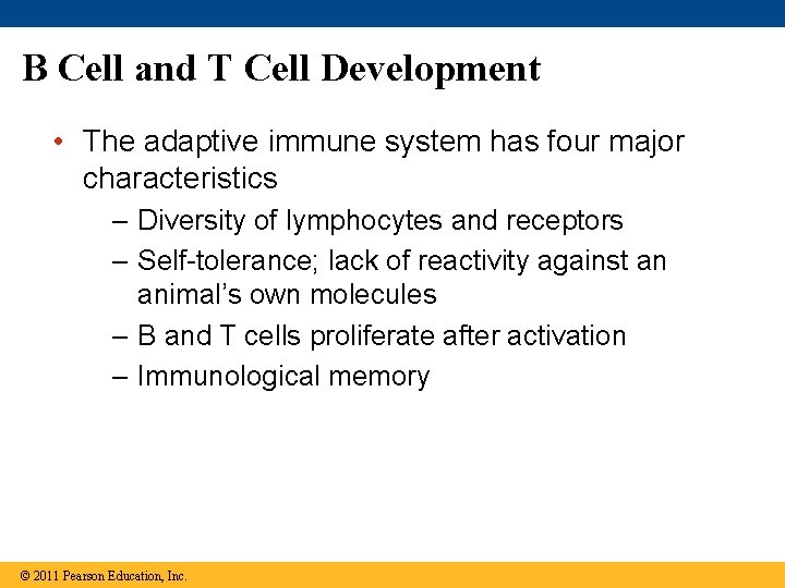 B Cell and T Cell Development • The adaptive immune system has four major
