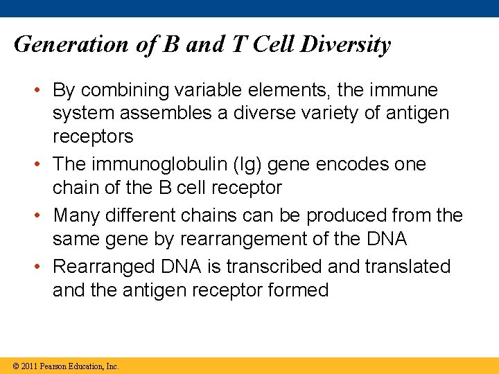 Generation of B and T Cell Diversity • By combining variable elements, the immune