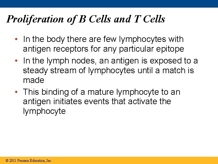 Proliferation of B Cells and T Cells • In the body there are few