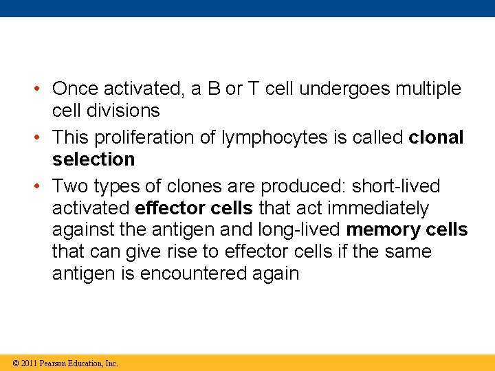  • Once activated, a B or T cell undergoes multiple cell divisions •