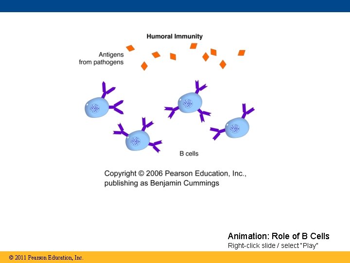 Animation: Role of B Cells Right-click slide / select “Play” © 2011 Pearson Education,