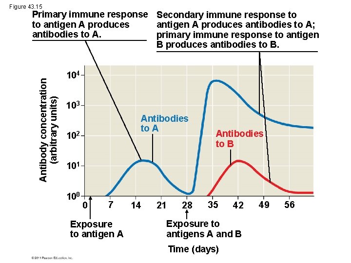 Figure 43. 15 Antibody concentration (arbitrary units) Primary immune response Secondary immune response to
