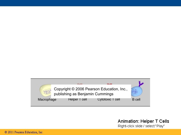 Animation: Helper T Cells Right-click slide / select “Play” © 2011 Pearson Education, Inc.