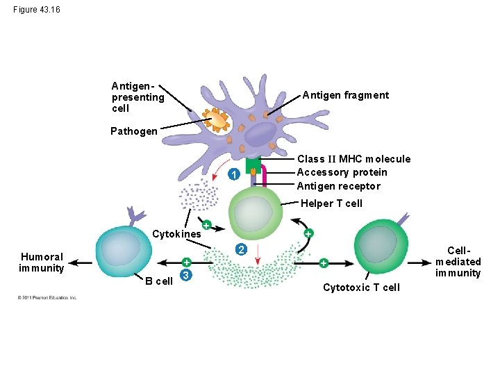 Figure 43. 16 Antigenpresenting cell Antigen fragment Pathogen Class II MHC molecule Accessory protein