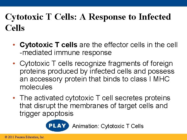 Cytotoxic T Cells: A Response to Infected Cells • Cytotoxic T cells are the