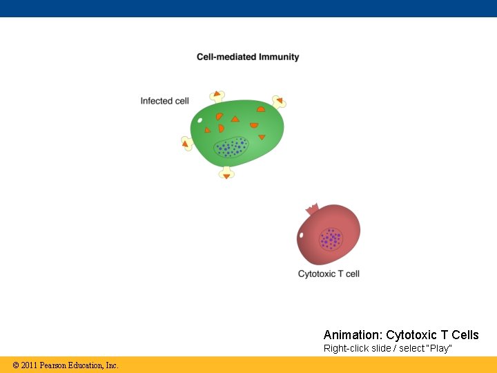 Animation: Cytotoxic T Cells Right-click slide / select “Play” © 2011 Pearson Education, Inc.