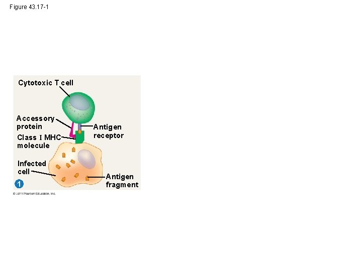 Figure 43. 17 -1 Cytotoxic T cell Accessory protein Class I MHC molecule Infected