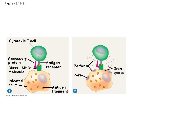 Figure 43. 17 -2 Cytotoxic T cell Accessory protein Class I MHC molecule Infected