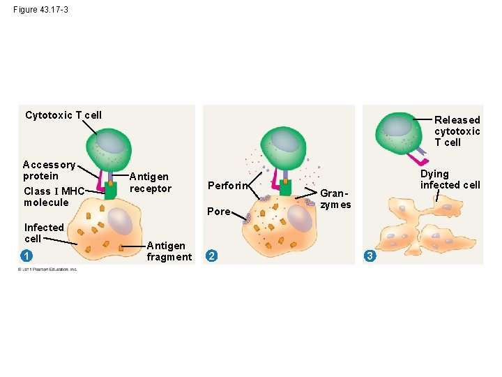 Figure 43. 17 -3 Cytotoxic T cell Accessory protein Class I MHC molecule Infected