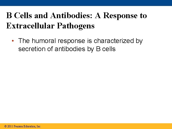 B Cells and Antibodies: A Response to Extracellular Pathogens • The humoral response is