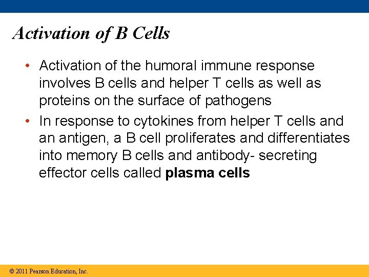 Activation of B Cells • Activation of the humoral immune response involves B cells