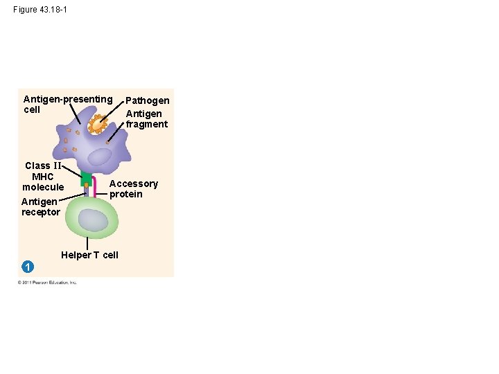 Figure 43. 18 -1 Antigen-presenting cell Class II MHC molecule Antigen receptor Accessory protein