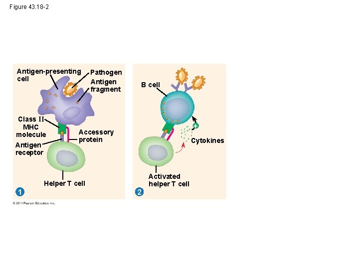 Figure 43. 18 -2 Antigen-presenting cell Class II MHC molecule Antigen receptor Pathogen Antigen