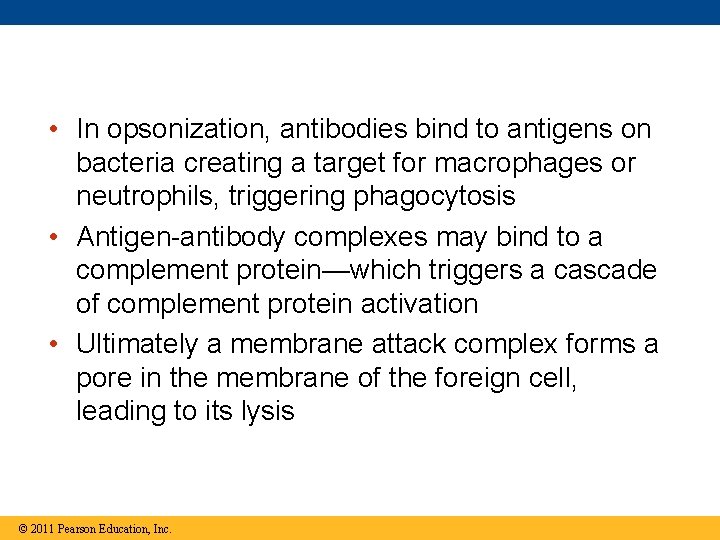  • In opsonization, antibodies bind to antigens on bacteria creating a target for