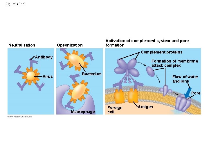 Figure 43. 19 Opsonization Neutralization Activation of complement system and pore formation Complement proteins