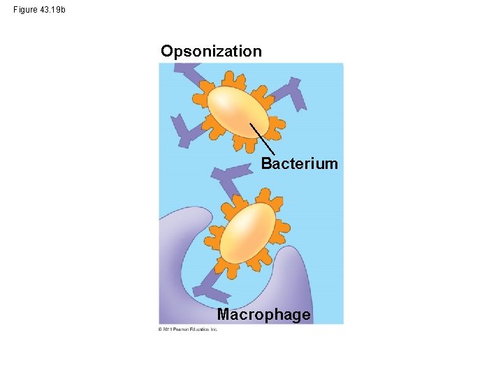 Figure 43. 19 b Opsonization Bacterium Macrophage 
