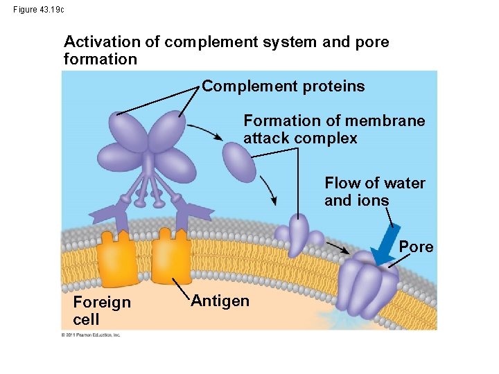 Figure 43. 19 c Activation of complement system and pore formation Complement proteins Formation