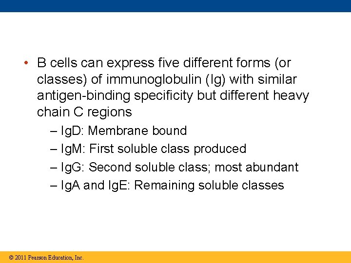  • B cells can express five different forms (or classes) of immunoglobulin (Ig)