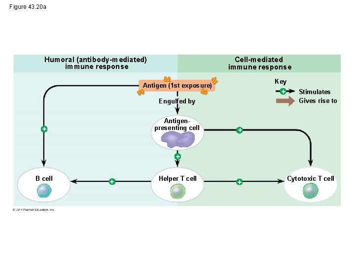 Figure 43. 20 a Humoral (antibody-mediated) immune response Cell-mediated immune response Key Antigen (1
