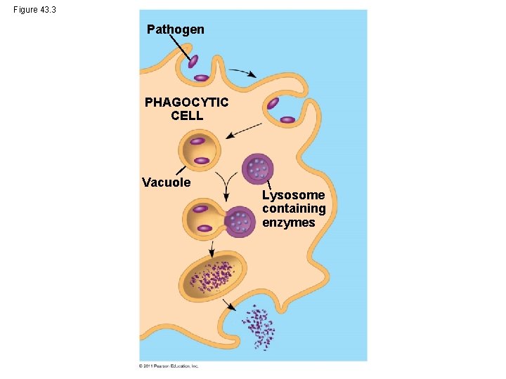 Figure 43. 3 Pathogen PHAGOCYTIC CELL Vacuole Lysosome containing enzymes 