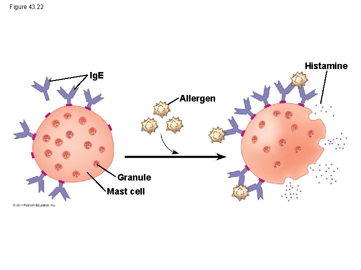 Figure 43. 22 Histamine Ig. E Allergen Granule Mast cell 