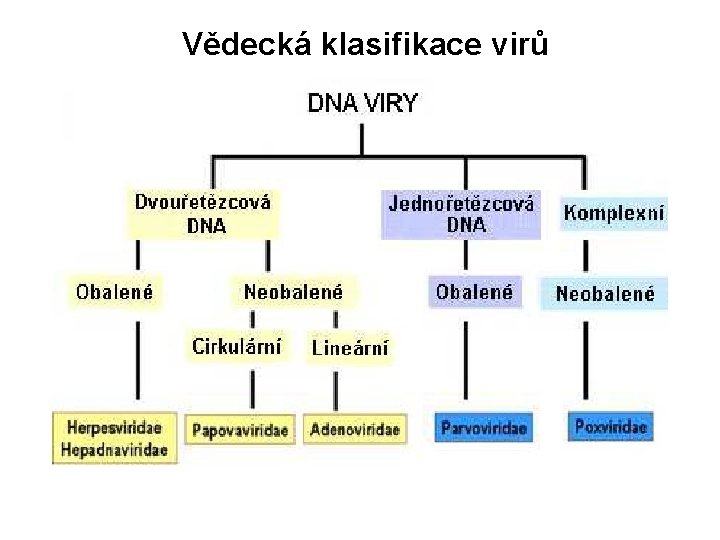 Vědecká klasifikace virů 