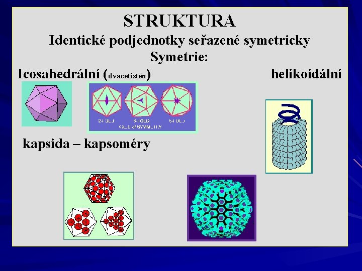 STRUKTURA Identické podjednotky seřazené symetricky Symetrie: Icosahedrální (dvacetistěn) helikoidální kapsida – kapsoméry 
