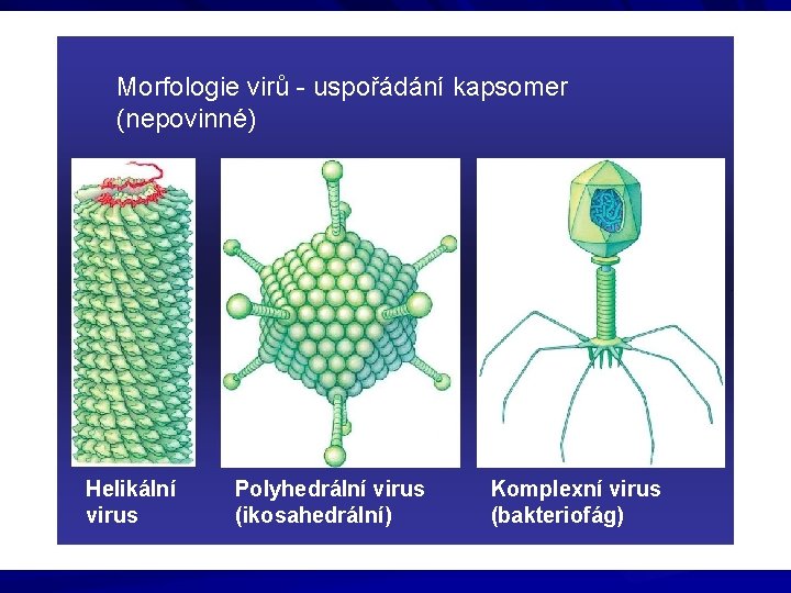 Morfologie virů - uspořádání kapsomer (nepovinné) Helikální virus Polyhedrální virus (ikosahedrální) Komplexní virus (bakteriofág)