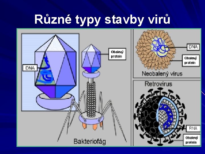 Různé typy stavby virů 