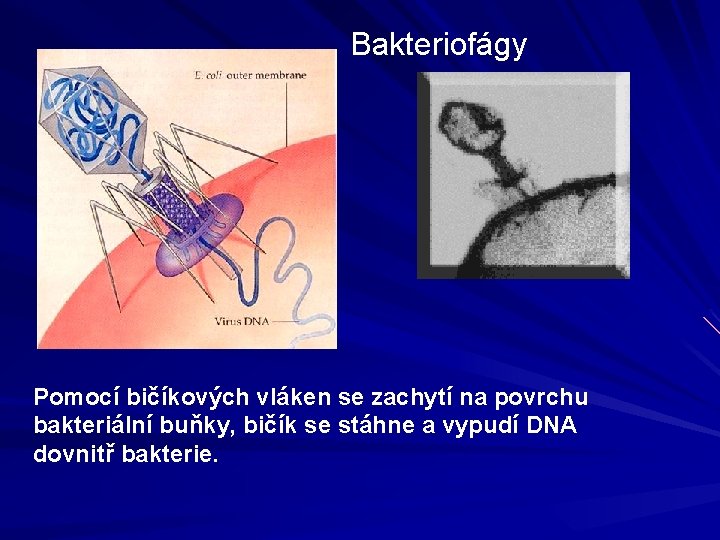 Bakteriofágy Pomocí bičíkových vláken se zachytí na povrchu bakteriální buňky, bičík se stáhne a