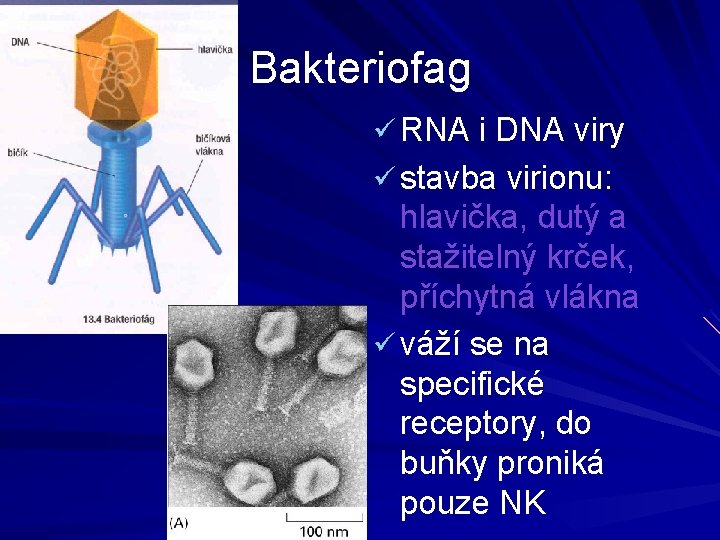 Bakteriofag ü RNA i DNA viry ü stavba virionu: hlavička, dutý a stažitelný krček,