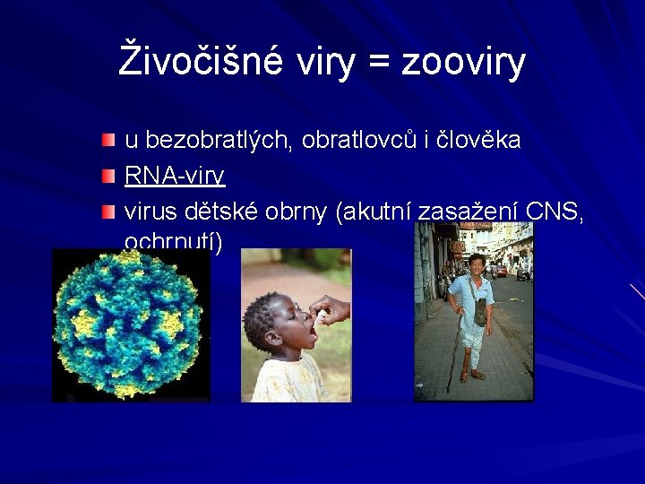 Živočišné viry = zooviry u bezobratlých, obratlovců i člověka RNA-viry virus dětské obrny (akutní