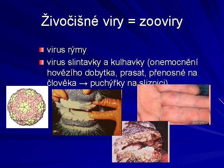Živočišné viry = zooviry virus rýmy virus slintavky a kulhavky (onemocnění hovězího dobytka, prasat,