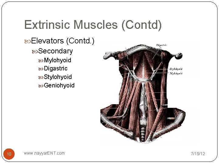 Extrinsic Muscles (Contd) Elevators (Contd. ) Secondary Mylohyoid Digastric Stylohyoid Geniohyoid 10 www. nayyar.