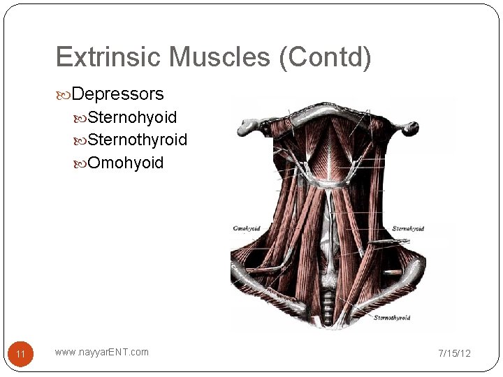 Extrinsic Muscles (Contd) Depressors Sternohyoid Sternothyroid Omohyoid 11 www. nayyar. ENT. com 7/15/12 
