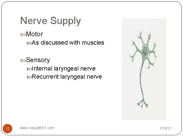 Nerve Supply Motor As discussed with muscles Sensory Internal laryngeal nerve Recurrent laryngeal nerve