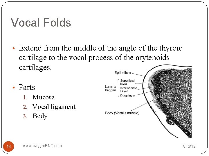 Vocal Folds • Extend from the middle of the angle of the thyroid cartilage